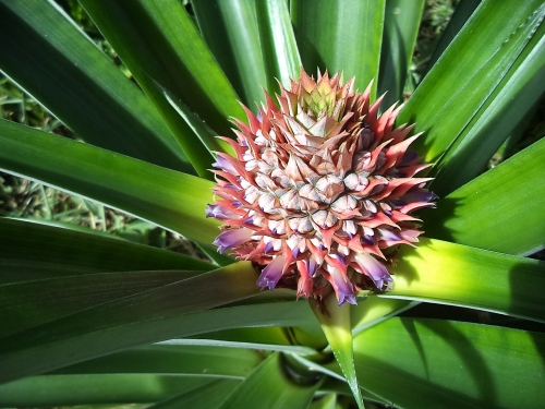 Pineapple Flower/Costa Rica